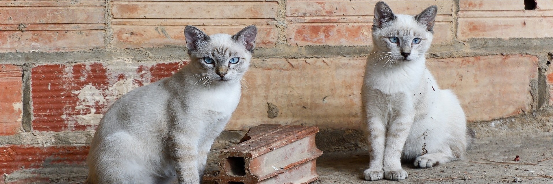 ¿Cómo apoyar los refugios de animales?